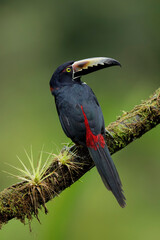 Collared Aracari perching on branch,