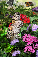 Fototapeta na wymiar A butterfly known as a Tree Nymph or Paper Kite travels from blossom to blossom in quest of nectar.