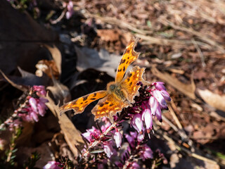 Close-up of the comma butterfly (polygonia c-album) with orange wings with angular notches on the...