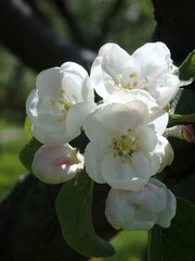 tree blossom