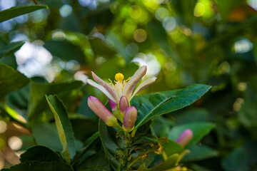 Lime flowers are blooming waiting for insects to pollinate them.