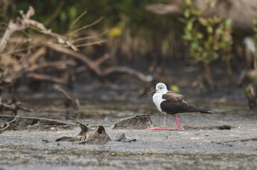 Himantopus himantopus - black-winged Stilt are It walks, searches for food and catches insects
and is a Shorebird that lives on the banks of the saltwater And in river and lakes
