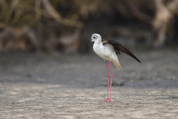 Himantopus himantopus - black-winged Stilt are It walks, searches for food and catches insects
and is a Shorebird that lives on the banks of the saltwater And in river and lakes

