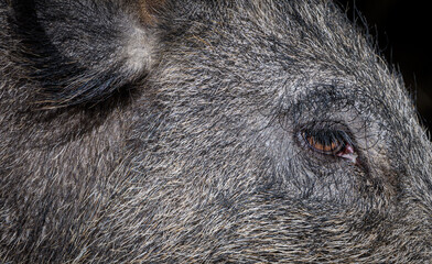 Close up shot of a wild boar's face