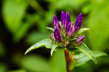 Clustered Bellflower in a wonderful bokeh background