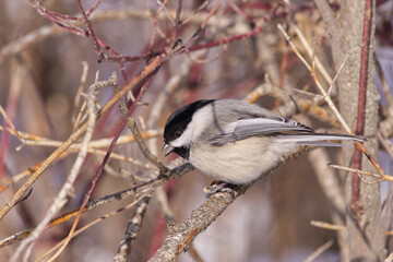 A Black-Capped Chickadee in the Winter