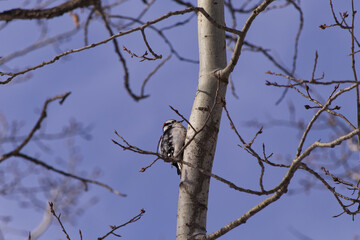 A Downy Woodpecker in a Tree
