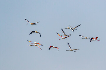 A treat to eyes -flamingos in flight