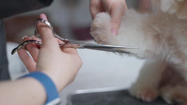 Haircut of a cute dog. white maltese, close up. prores 422, 4K