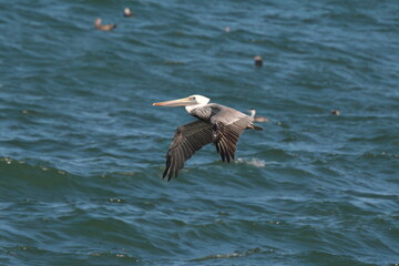 Brown Pelican flying over the Pacific