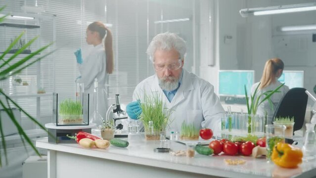 A medical scientist pours liquid on test shoots of plants. Research of sprouted seedling, vegetables, fruits, genetic modification of products and green plants grown in the laboratory.