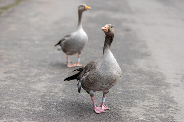 A goose walks at the edge of a pond in a park