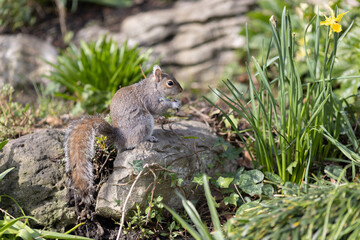 Grey Squirrel eating seed off a stone