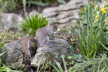 Grey Squirrel eating seed off a stone
