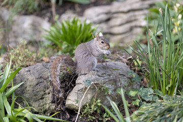 Naklejka na ściany i meble Grey Squirrel eating seed off a stone