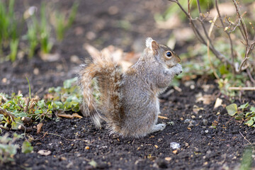 gray squirrel in spring time eating nuts