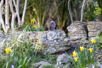 Naklejka na ściany i meble Squirrel on a rock in the garden with yellow daffodils
