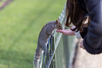 Squirrel in a park eating food from a woman's hand.