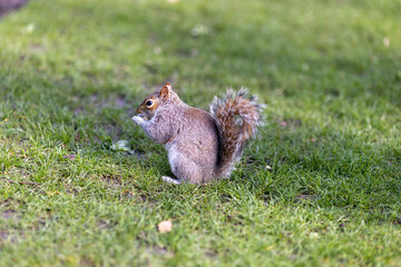 Naklejka na ściany i meble Squirrel eating hazelnut fruit in garden