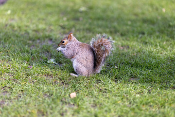 Squirrel eating hazelnut fruit in garden