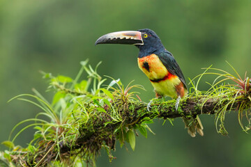 Collared Aracari perching on branch,