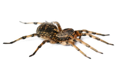 Giant hairy spider, Geolycosa vultuosa isolated on white, Europe 