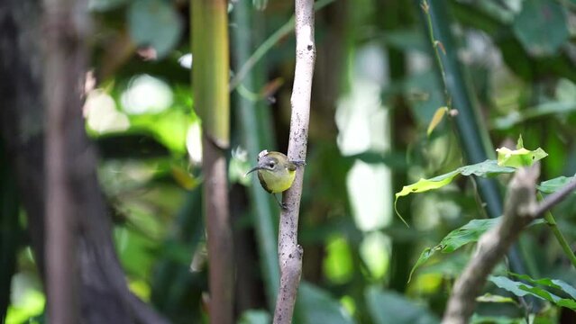 Little Spiderhunter bird on branch.