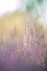 Fototapeta premium Heather, photographed in the wild, with a vintage lens.
