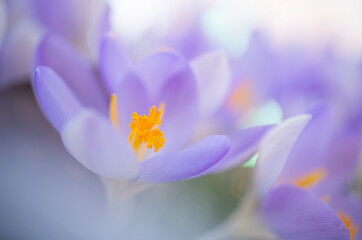 Crocusses, one of the first bloomers.