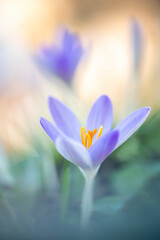 Crocusses, one of the first bloomers.