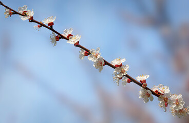  twig of a apricot tree with white blossoms before blue sky at spring