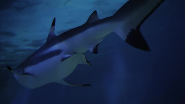 Two sharks swimming in sea water aquarium. Abstract underwater background or backdrop.