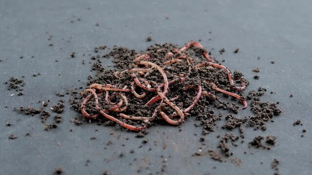 Close up Crawling Red Earthworms in Black Soil Isolated on Black Background. Slow motion. A group of wriggling earthworms in wet compost. Fishing worms. Red worms Dendrobaena. Loosening fertile soil.