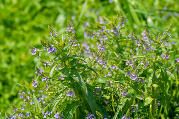 特定外来生物オオカワヂシャ