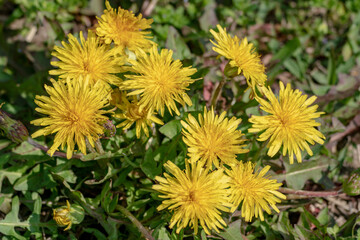 野原に咲くカントウタンポポ Japanese dandelion