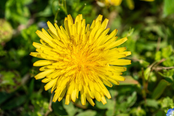 野原に咲くカントウタンポポ Japanese dandelion