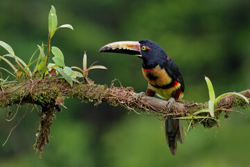 Collared Aracari perching on branch,