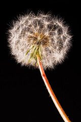 Macro photography of a dandelion - Taraxacum officinale
