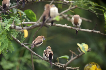 Indian Silverbill - African Silverbill - Euodice cantan - Lonchura cantans - On tree branches in nature with a group
