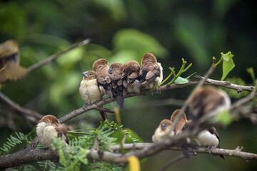 Indian Silverbill - African Silverbill - Euodice cantan - Lonchura cantans - On tree branches in nature with a group
