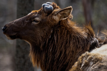 Fototapeta premium Elk