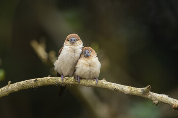 Indian Silverbill - African Silverbill - Euodice cantan - Lonchura cantans - On tree branches in nature with a group
