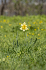 Narcissus flower on a grassy meadow in spring in sunny weather

