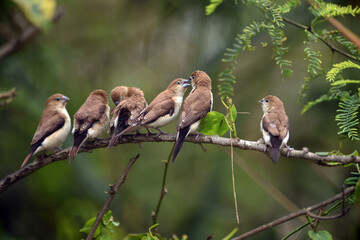 Indian Silverbill - African Silverbill - Euodice cantan - Lonchura cantans - On tree branches in nature with a group
