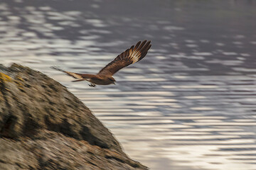 Brown eagle flying over river,