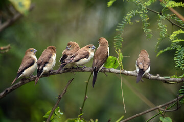 Indian Silverbill - African Silverbill - Euodice cantan - Lonchura cantans - On tree branches in nature with a group
