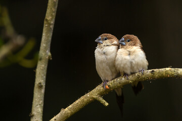 Indian Silverbill - African Silverbill - Euodice cantan - Lonchura cantans - On tree branches in nature with a group
