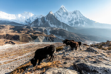 Family of yaks with little calf feeding in late afternoon in front of West face of Ama Dablam, Chukhung