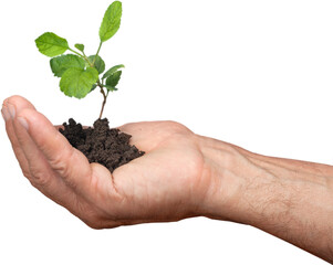 Green plant with soil in human hand isolated on white