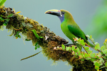 Emerald Toucanet perching on mossy branch